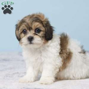 Clarissa, Teddy Bear Puppy
